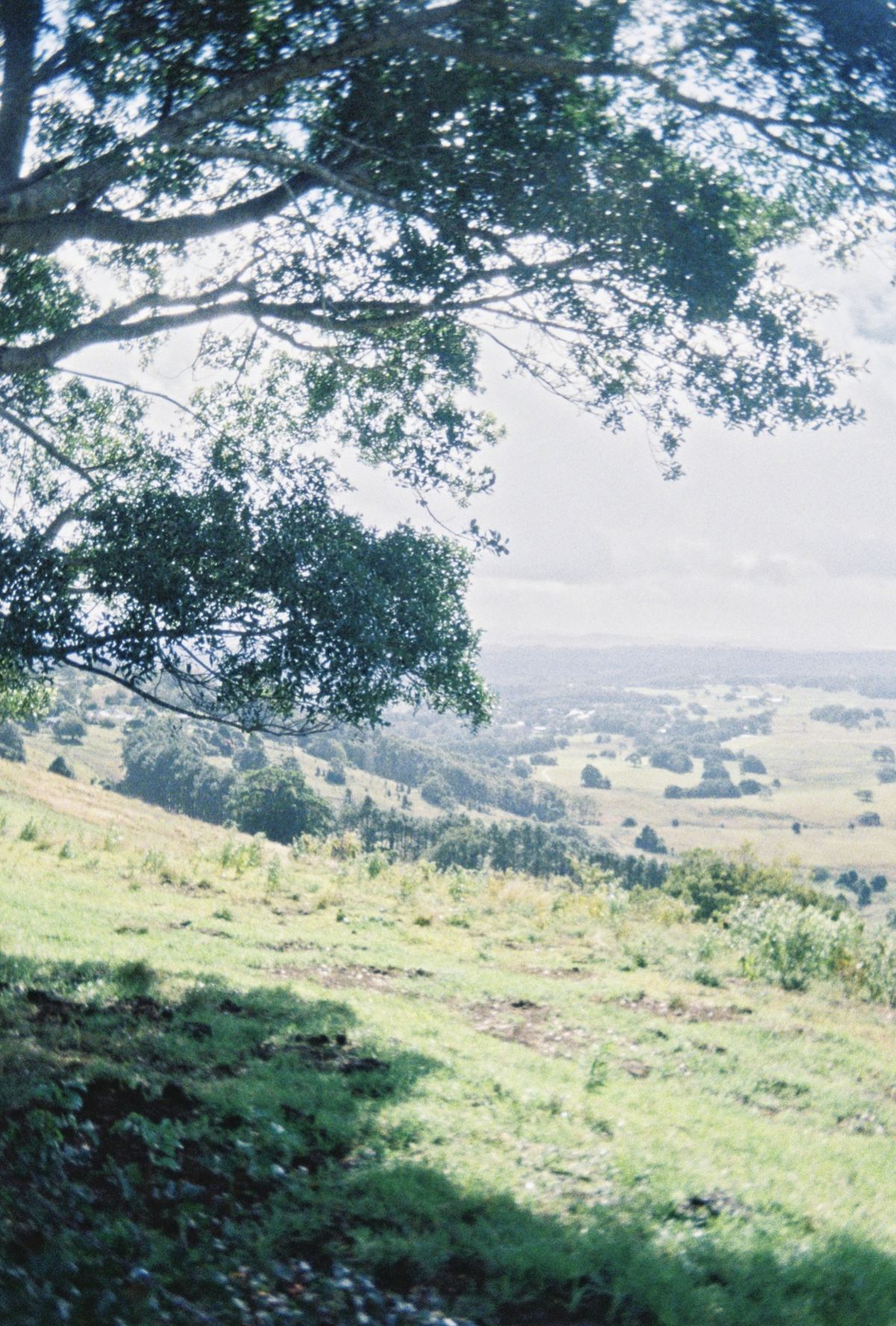 A gum tree framing a misty green valley in the Queensland countryside